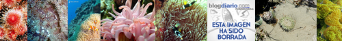 [sea anemone] イソギンチャク, 磯巾着, いそぎんちゃく, 菟葵
