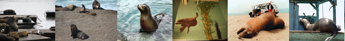 [sea lion] 海驢, アシカ, 海馬, 葦鹿, あしか, トド, うみうそ, うみおそ, とど, みち, 海獺