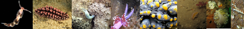 [sea slug] ウミウシ, 海牛, うみうし, ナマコ, 海鼠, なまこ