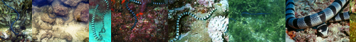 [sea snake] 海蛇, うみへび, ウミヘビ, 大海蛇
