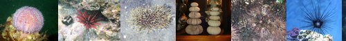 [sea urchin] 海胆, 雲丹, ウニ, 海栗, うに