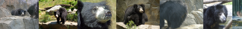 [sloth bear] ナマケグマ, 懶熊, なまけぐま