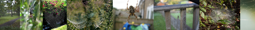 [spider web] クモの網, 蜘蛛の巣, す, クモの巣, くもの巣, クモのす, スパイダーウェブ, 網