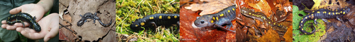[spotted salamander] ファイアサラマンダー, ファイアーサラマンダー