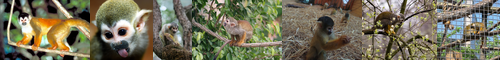 [squirrel monkey] リスザル, 栗鼠猿, りすざる