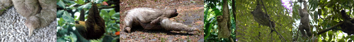 [three-toed sloth] ミユビナマケモノ, 三指樹懶, みゆびなまけもの