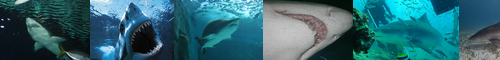 [tiger shark] 鼬鮫, イタチザメ, いたちざめ, タイガーシャーク