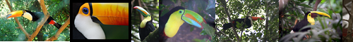 [toucan] 大嘴, オオハシ科, ōhashi, おおはし, オオハシ, 巨嘴鳥