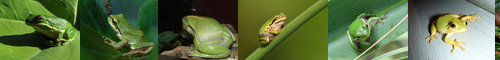 [tree frog] 蛙黽, 雨蛙, あおがえる, あぼう, あまがえる, 青蛙
