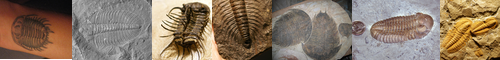 [trilobite] 三葉虫, さんようちゅう