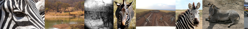 [zebra] シマウマ, しまうま, 縞馬, ゼブラ, shimauma, ズィーブラ, zebura